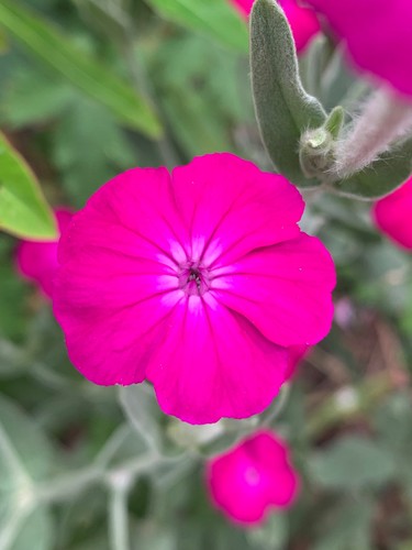 Lychnis coronaria rose - coronaria, 'rose