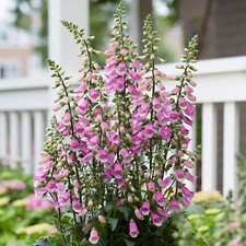 Digitalis Panther - Foxglove |