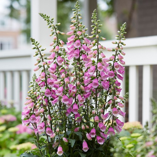 Digitalis panther foxglove - panther,