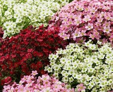 Saxifraga 'Mixed' Alpine Rockery Perennial Plug Plants Pack x6 