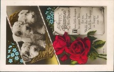 Real photo Birthday puppies and roses embossed border Art photo