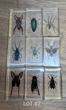 Real Life Bugs & Insects