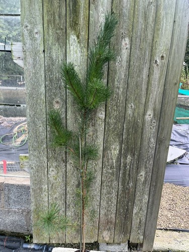 Lodgepole pine tree - pine,