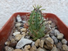 EUPHORBIA STELLAESPINA, shown