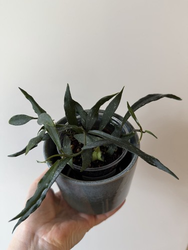 Hoya mirabilis clone - clone, a