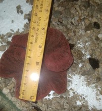 Red Carpet Anemone Soft Coral