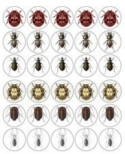 Insects Cupcake Toppers Edible