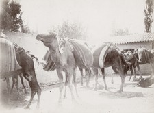 M486 camels caravan sila - m486,