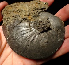 Very large Oxynoticeras pyrite