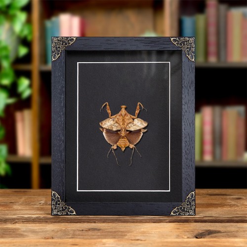 Dead leaf mantis baroque - dead,