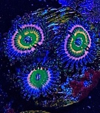 ARC Woodstock zoanthid / zoa /