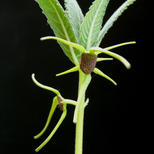 Dorstenia