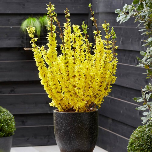 Easter tree forsythia - x,