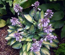 Hosta June® garden plant sent