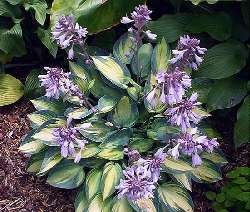 Hosta june garden plant sent - hosta,