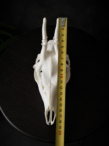 Exceptional roe deer skull - deer, |