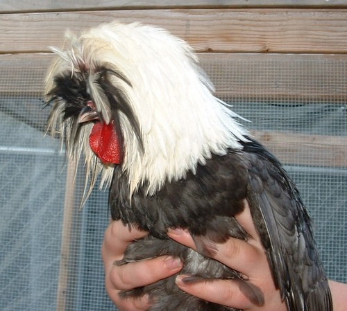 Fertile purebred bantam - fertile,