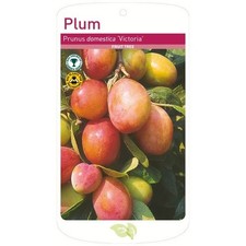 Victoria Plum Tree, Root Wrapped