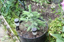 Colorado Blue Spruce
