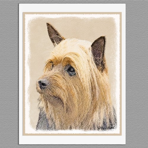 Silky terrier australian dog - silky,