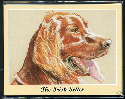 The irish setter man s - irish,
