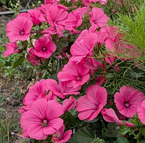Lavatera mallow pink flowering - lavatera,