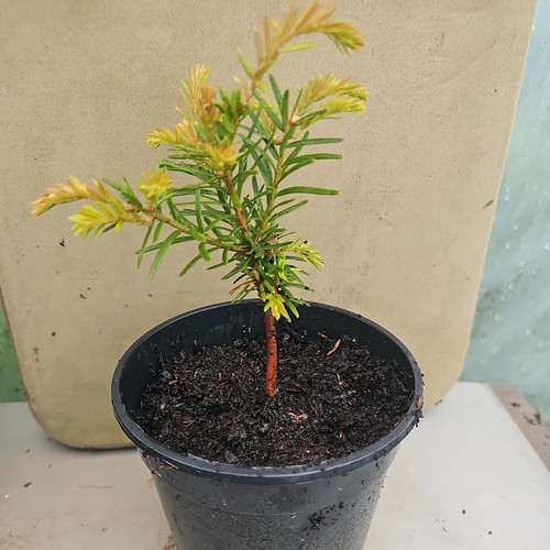 English yew conifer tree taxus - english,