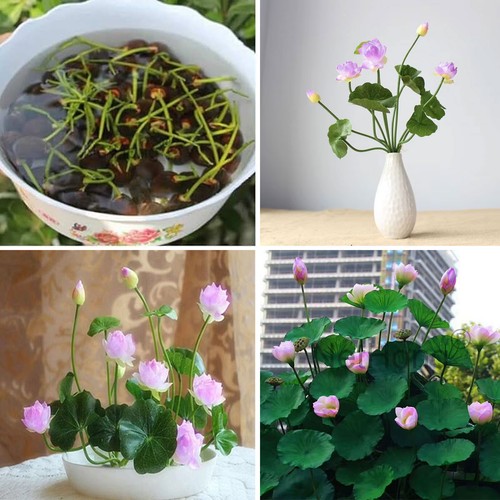 100x lotus seeds - 20/100x,