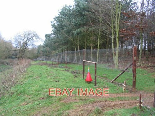 Photo new pheasant rearing - photo,