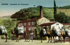 PC TURKEY, SMYRNE, CARAVAN DE CHAMEAUX, Vintage Postcard (b39897)
