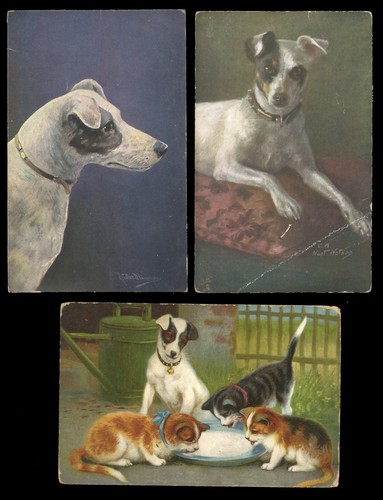 Smooth fox terrier jack - smooth,