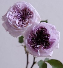 JAPANESE ROSE  KIRKE BARE ROOT GARDEN ROSE,PERNNIAL PLANTS 