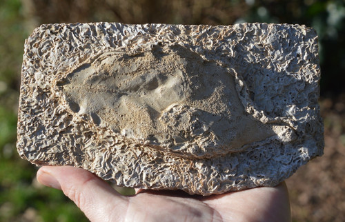 Amazing rare fossil - #21, ,