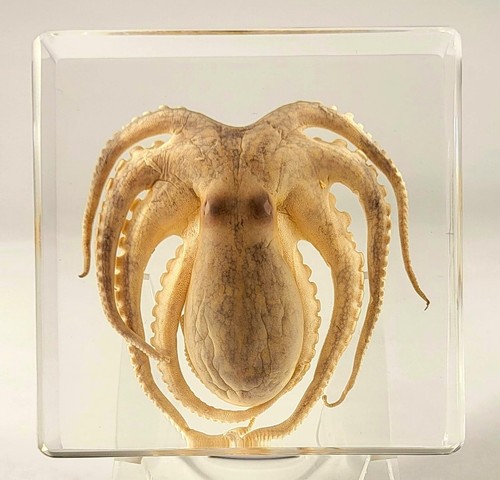 Real octopus in crystal - real,