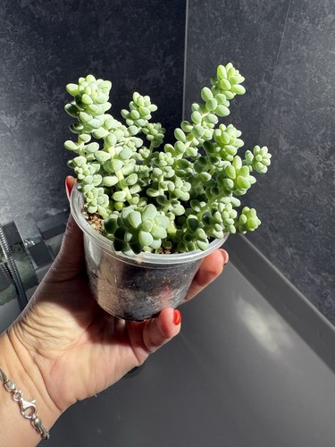 Burros tail succulent - burros,
