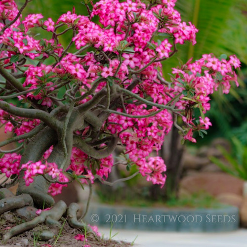 Adenium obesum 5 - obesum,