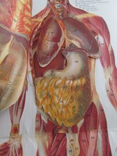 VINTAGE ANATOMICAL CHARTS WITH