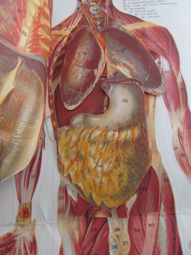 Vintage anatomical charts with - vintage,