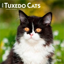 Tuxedo Cats Calendar 2026 | Square 30cm x 30cm | 100% Plastic Free