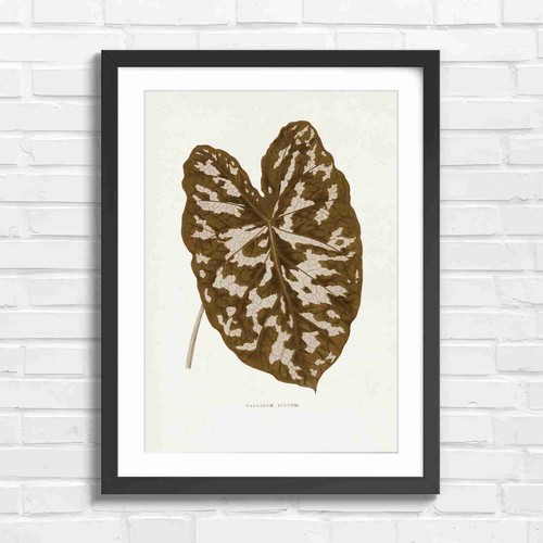 Caladium pictum botanical - caladium,