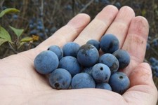1lb of freshly picked sloe