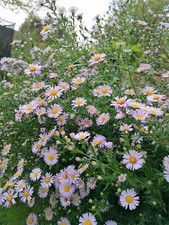 5 lavender blue Aster Symphyotrichum  bare roots, bushy perennial