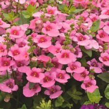 Diascia plug plants twinspur