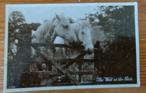 Real photo horse - horse, postcard,