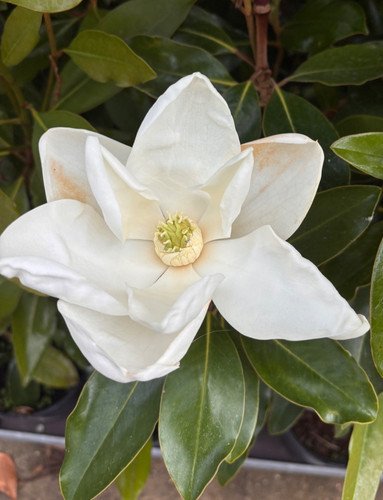 Magnolia grandiflora little - magnolia,