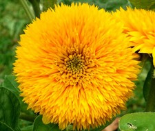 Teddy Bear Sun Sunflowers Seeds Rare Unusual Stunning Garden Plant Dwarf