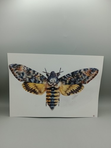 Original death head moth - original,
