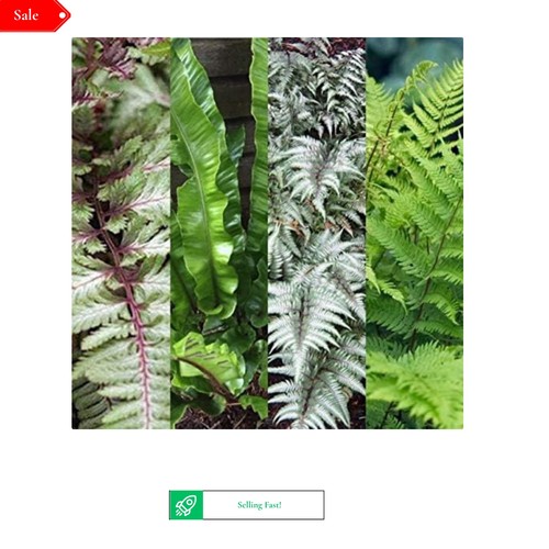 Outdoor fern collection - outdoor, 3