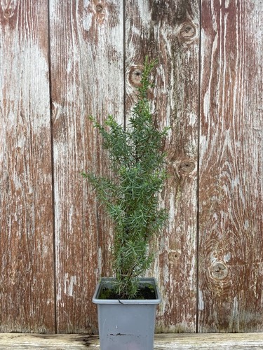 Common juniper bush tree - bush, /