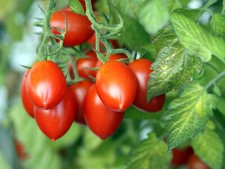 Plum Tomato Viable Seeds -